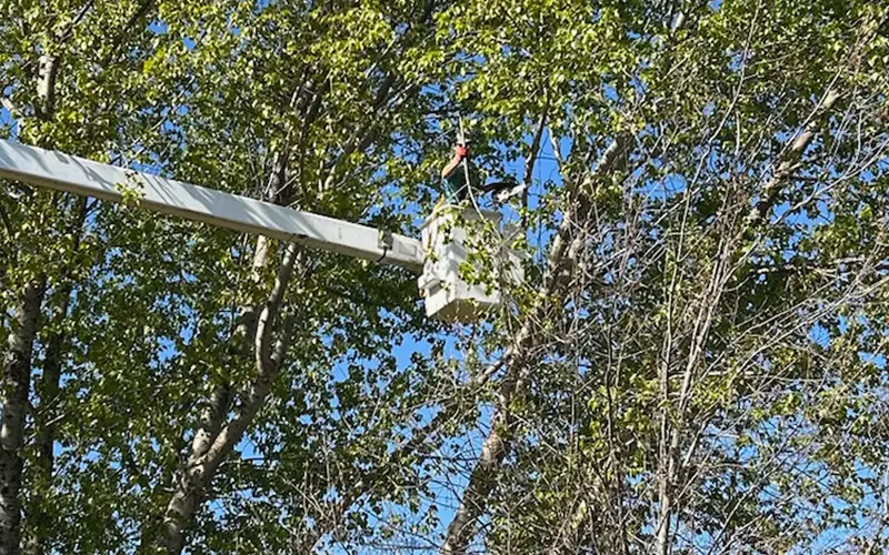 tree-pruning
