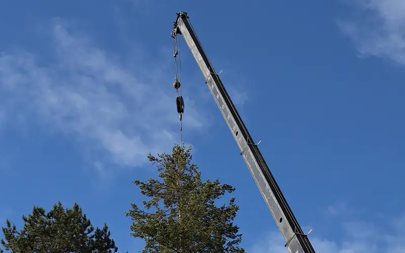 tree-removal