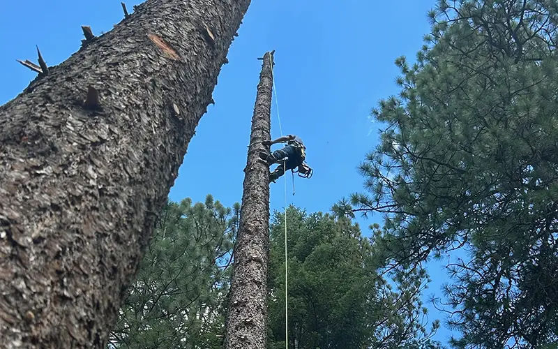 tree-topping